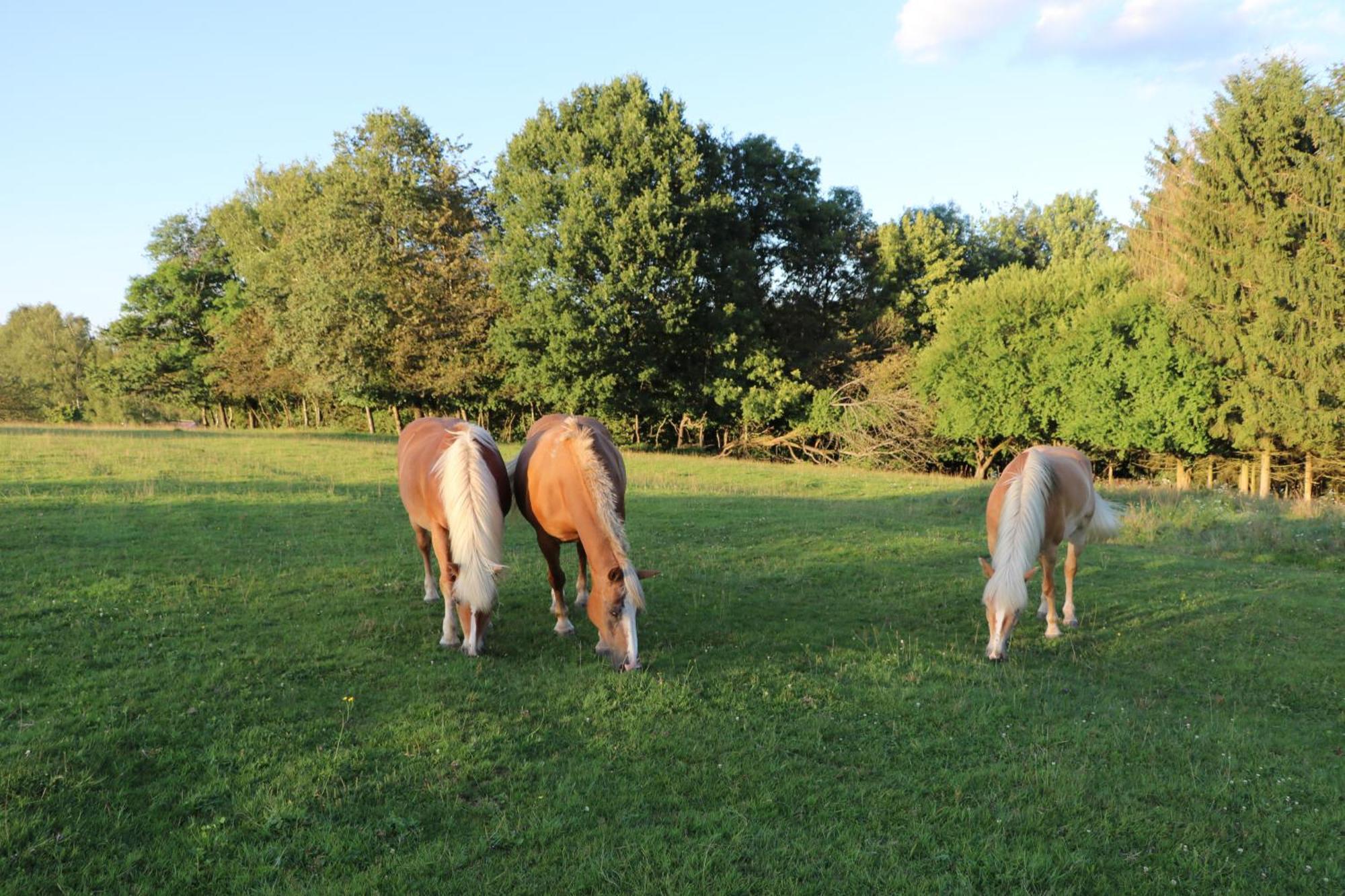 Les Grands Frenes Bed and Breakfast Plaine-de-Walsch Exteriör bild